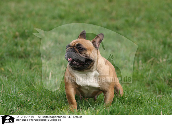 stehende Franzsische Bulldogge / standing French Bulldog / JH-01479