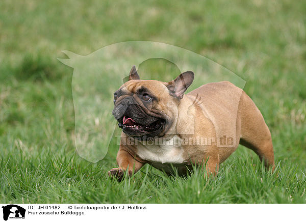 Franzsische Bulldogge / French Bulldog / JH-01482
