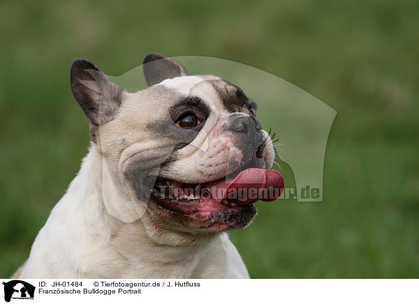 Franzsische Bulldogge Portrait / French Bulldog Portrait / JH-01484