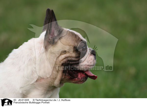 Franzsische Bulldogge Portrait / French Bulldog Portrait / JH-01485
