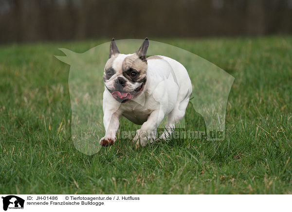 rennende Franzsische Bulldogge / running French Bulldog / JH-01486
