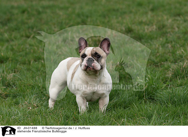 stehende Franzsische Bulldogge / standing French Bulldog / JH-01488