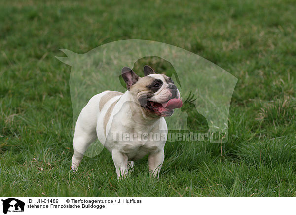 stehende Franzsische Bulldogge / standing French Bulldog / JH-01489