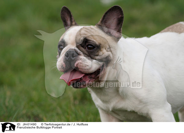 Franzsische Bulldogge Portrait / French Bulldog Portrait / JH-01490