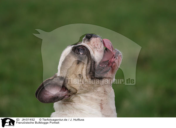 Franzsische Bulldogge Portrait / French Bulldog Portrait / JH-01492