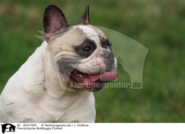 Franzsische Bulldogge Portrait / French Bulldog Portrait / JH-01493