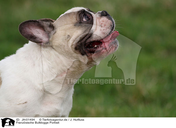Franzsische Bulldogge Portrait / French Bulldog Portrait / JH-01494