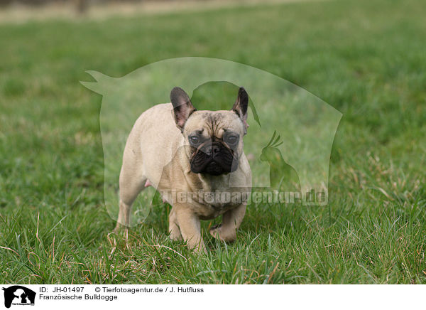 Franzsische Bulldogge / French Bulldog / JH-01497