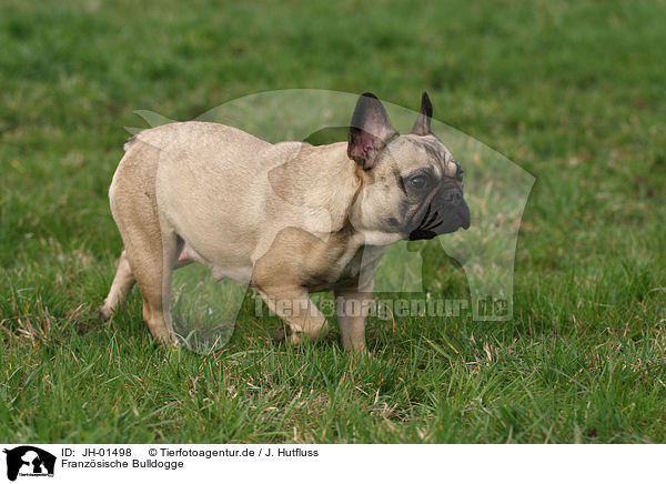 Franzsische Bulldogge / French Bulldog / JH-01498