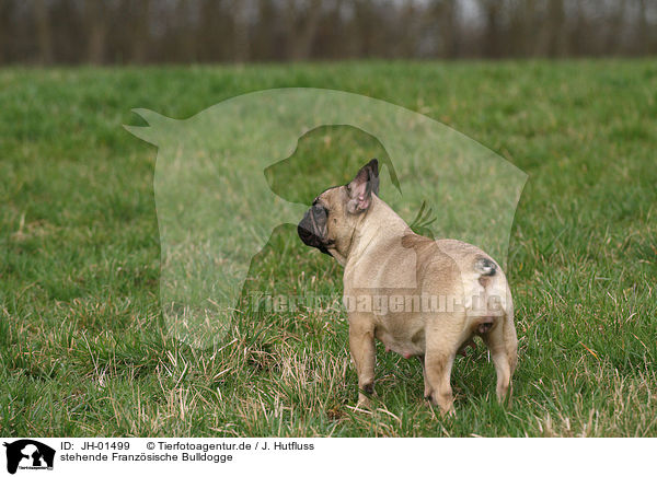 stehende Franzsische Bulldogge / standing French Bulldog / JH-01499