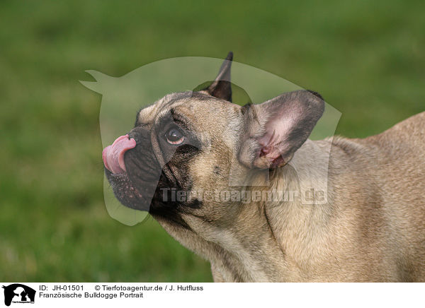 Franzsische Bulldogge Portrait / French Bulldog Portrait / JH-01501