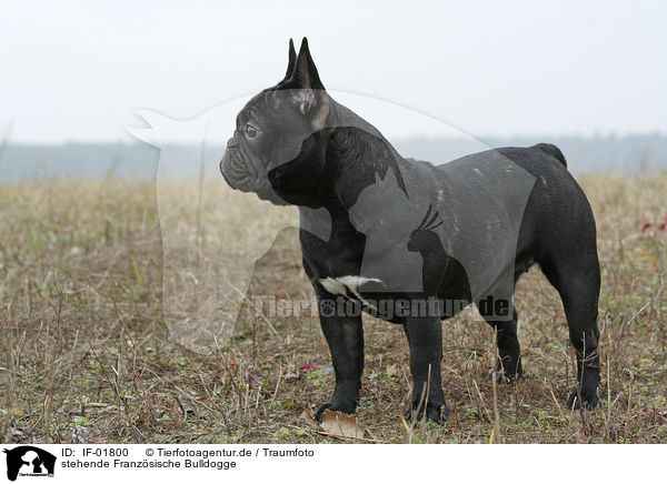 stehende Franzsische Bulldogge / standing French Bulldog / IF-01800