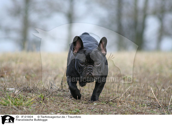 Franzsische Bulldogge / French Bulldog / IF-01804