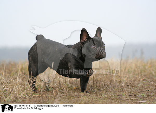 Franzsische Bulldogge / French Bulldog / IF-01814