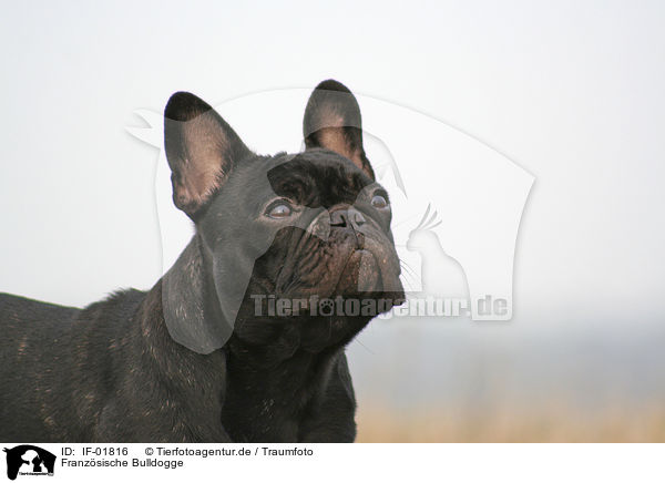 Franzsische Bulldogge / French Bulldog / IF-01816
