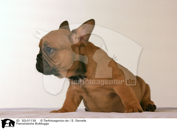 Franzsische Bulldogge / french bulldog / SG-01138