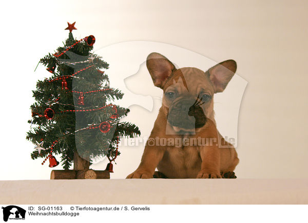 Weihnachtsbulldogge / christmas french bulldog / SG-01163