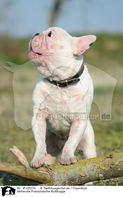stehende Franzsische Bulldogge / standing french bulldog / IF-02274