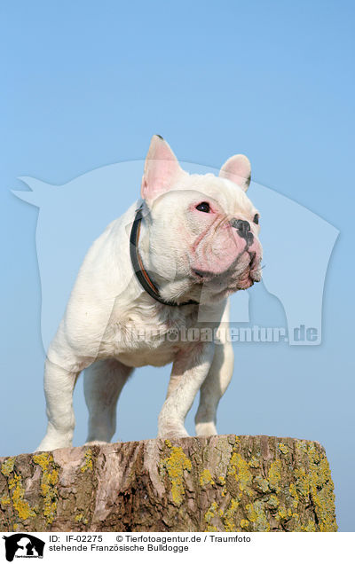 stehende Franzsische Bulldogge / standing french bulldog / IF-02275