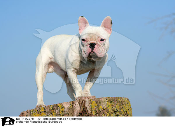 stehende Franzsische Bulldogge / standing french bulldog / IF-02278