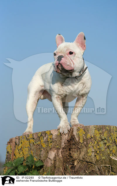 stehende Franzsische Bulldogge / standing french bulldog / IF-02280
