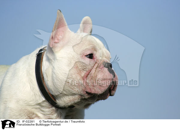 Franzsische Bulldogge Portrait / french bulldog portrait / IF-02281