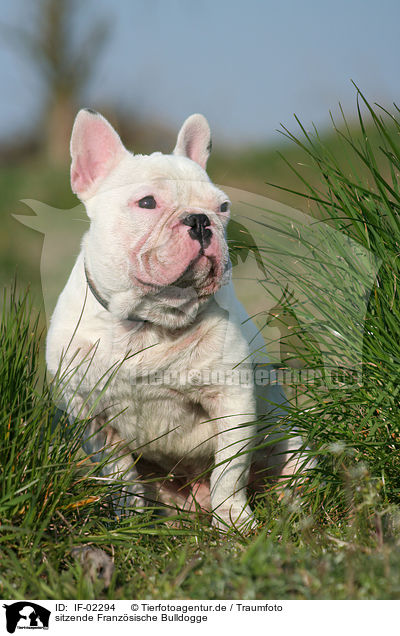 sitzende Franzsische Bulldogge / sitting french bulldog / IF-02294