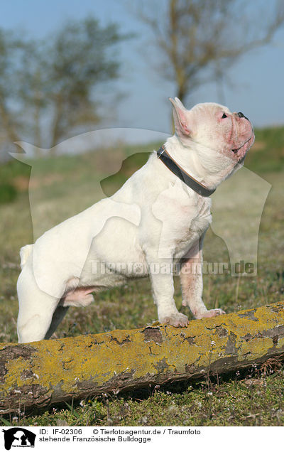 stehende Franzsische Bulldogge / standing french bulldog / IF-02306