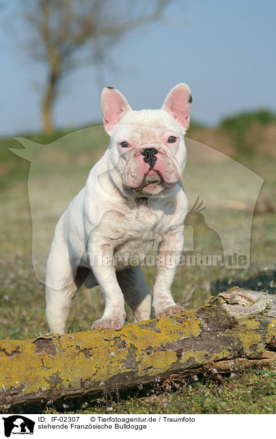 stehende Franzsische Bulldogge / standing french bulldog / IF-02307