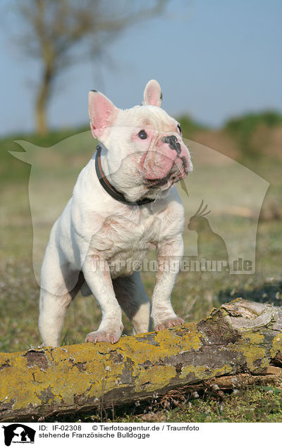 stehende Franzsische Bulldogge / standing french bulldog / IF-02308