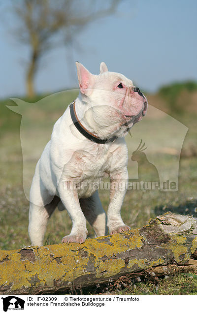 stehende Franzsische Bulldogge / standing french bulldog / IF-02309