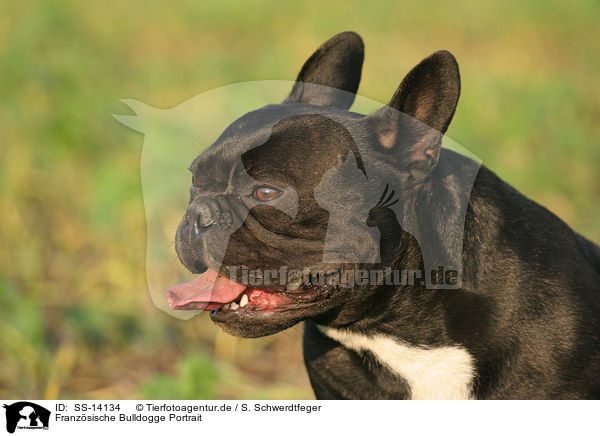 Franzsische Bulldogge Portrait / SS-14134