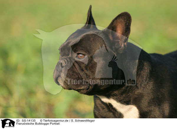 Franzsische Bulldogge Portrait / SS-14135