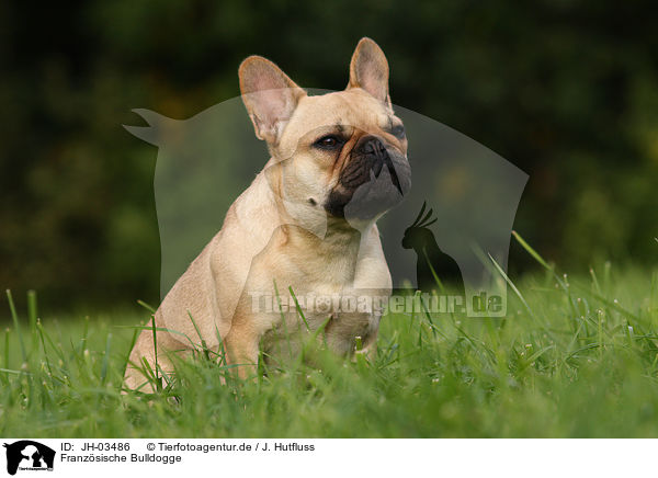 Franzsische Bulldogge / french Bulldog / JH-03486