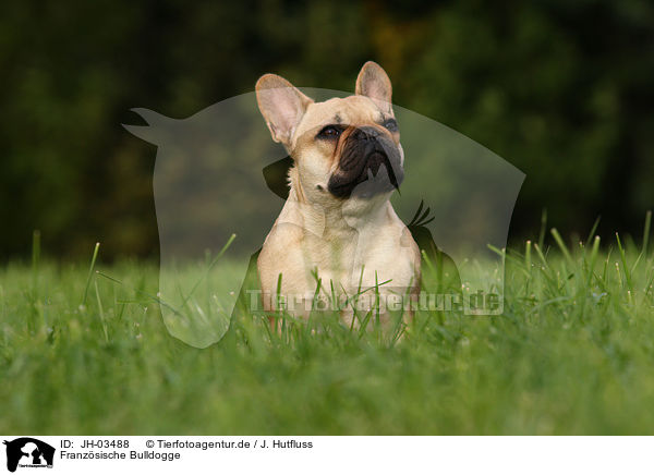 Franzsische Bulldogge / french Bulldog / JH-03488