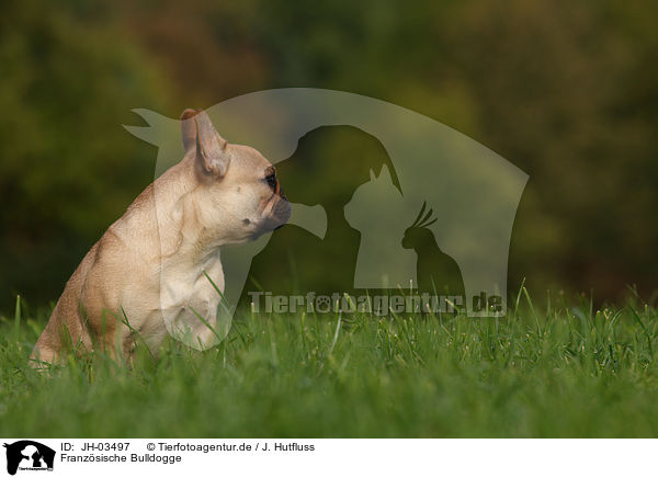 Franzsische Bulldogge / french Bulldog / JH-03497