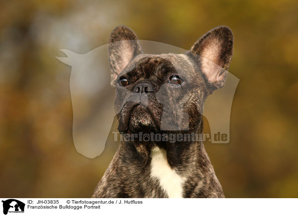 Franzsische Bulldogge Portrait / french bulldog portrait / JH-03835