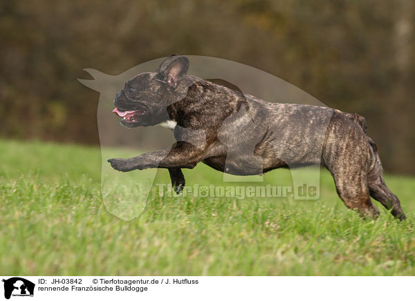 rennende Franzsische Bulldogge / running french bulldog / JH-03842