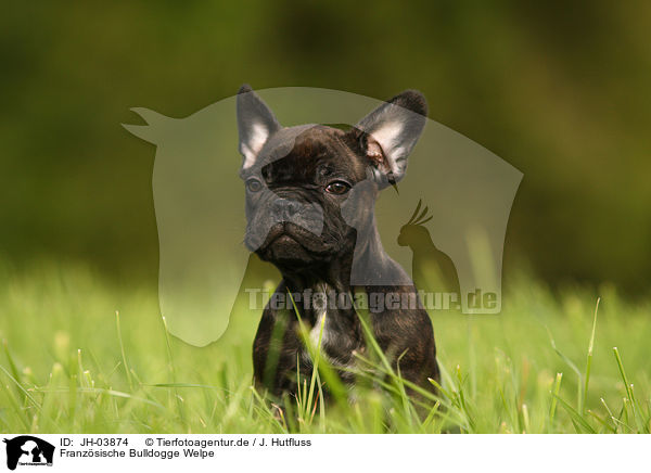 Franzsische Bulldogge Welpe / JH-03874
