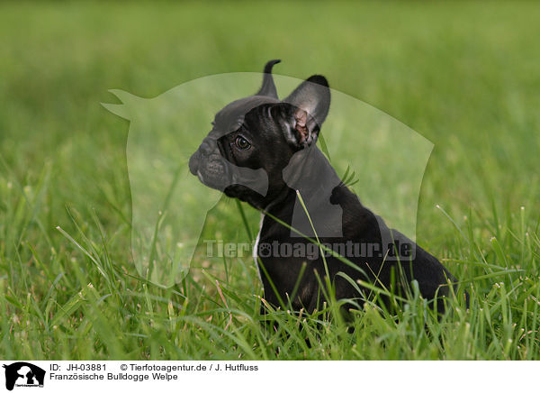 Franzsische Bulldogge Welpe / Franzsische Bulldogge puppy / JH-03881