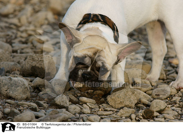 Franzsische Bulldogge / French Bully / BS-01064