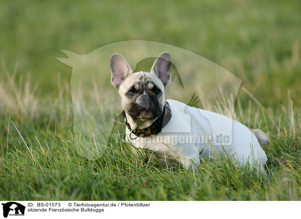 sitzende Franzsische Bulldogge / sitting French Bully / BS-01073