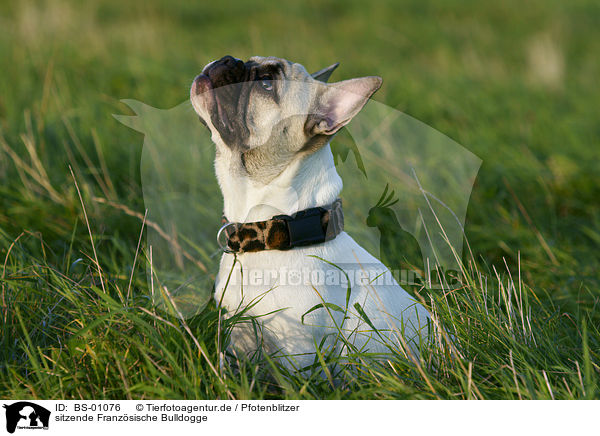 sitzende Franzsische Bulldogge / sitting French Bully / BS-01076