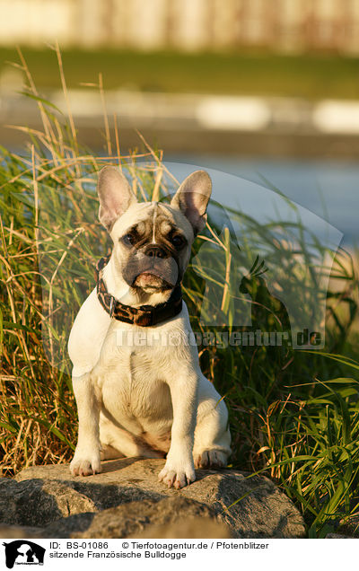 sitzende Franzsische Bulldogge / sitting French Bully / BS-01086