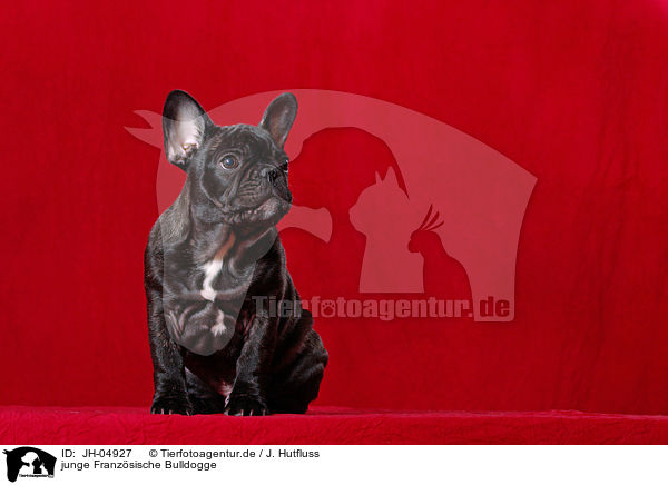 junge Franzsische Bulldogge / young french bulldog / JH-04927