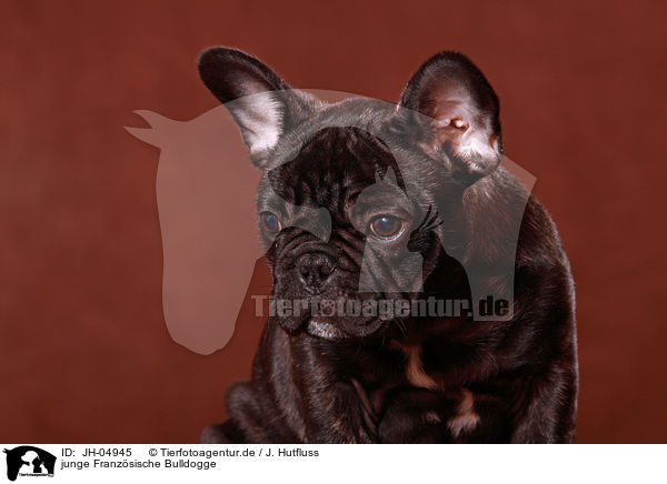 junge Franzsische Bulldogge / young french bulldog / JH-04945