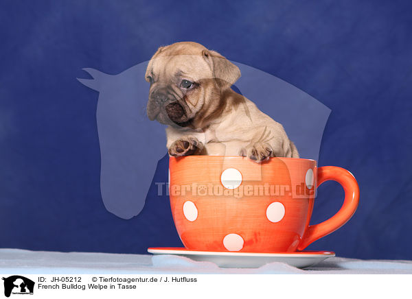 French Bulldog Welpe in Tasse / French Bulld puppy in cup / JH-05212