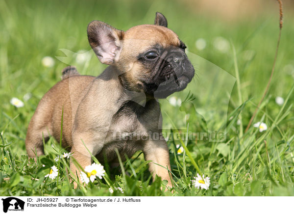 Franzsische Bulldogge Welpe / French Bulldog Puppy / JH-05927