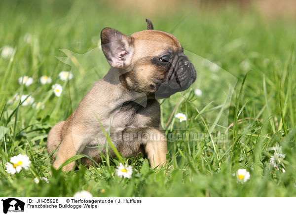 Franzsische Bulldogge Welpe / French Bulldog Puppy / JH-05928
