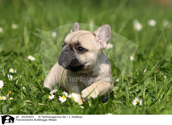 Franzsische Bulldogge Welpe / French Bulldog Puppy / JH-05933